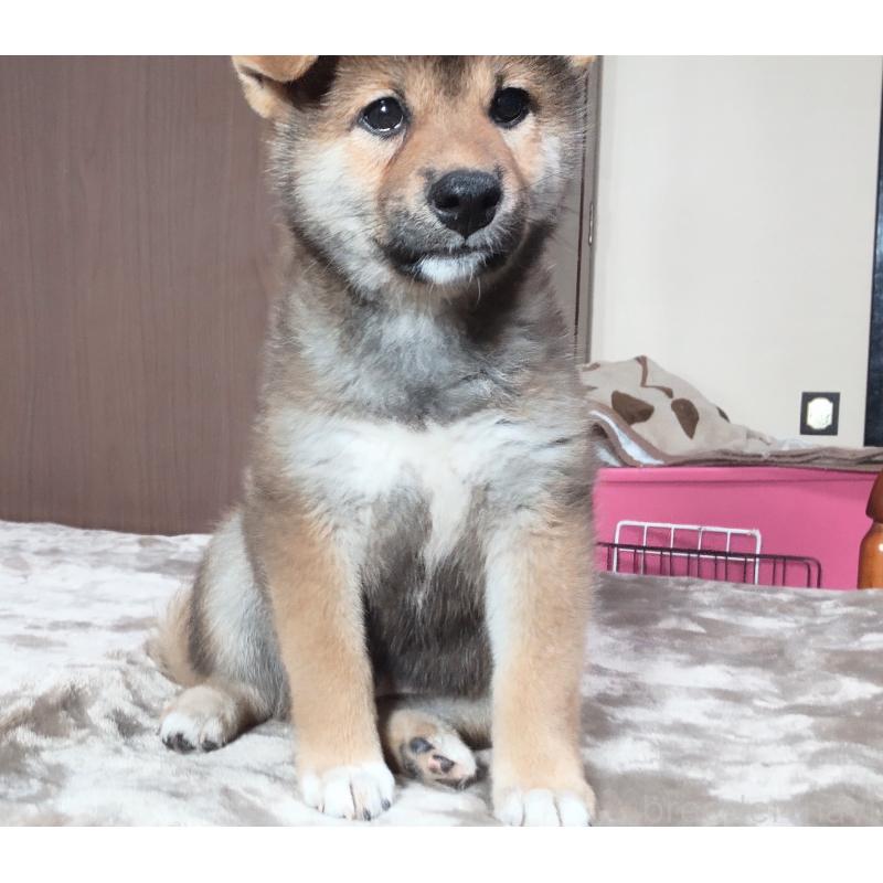 成約済の秋田県の柴犬-396400の5枚目